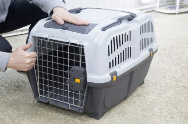 Best hard-sided carrier for dogs