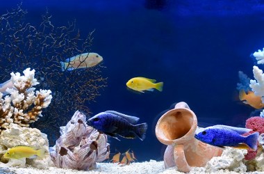 Aquarium Water Treatments