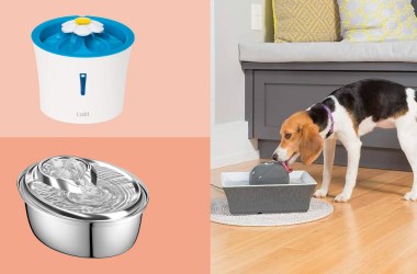 Pet water fountains are actually really good for your dogs and cats