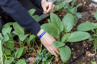 Easy ways to transition your garden from summer to fall