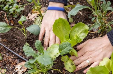 What to plant in July: Best vegetables and flowers to grow
